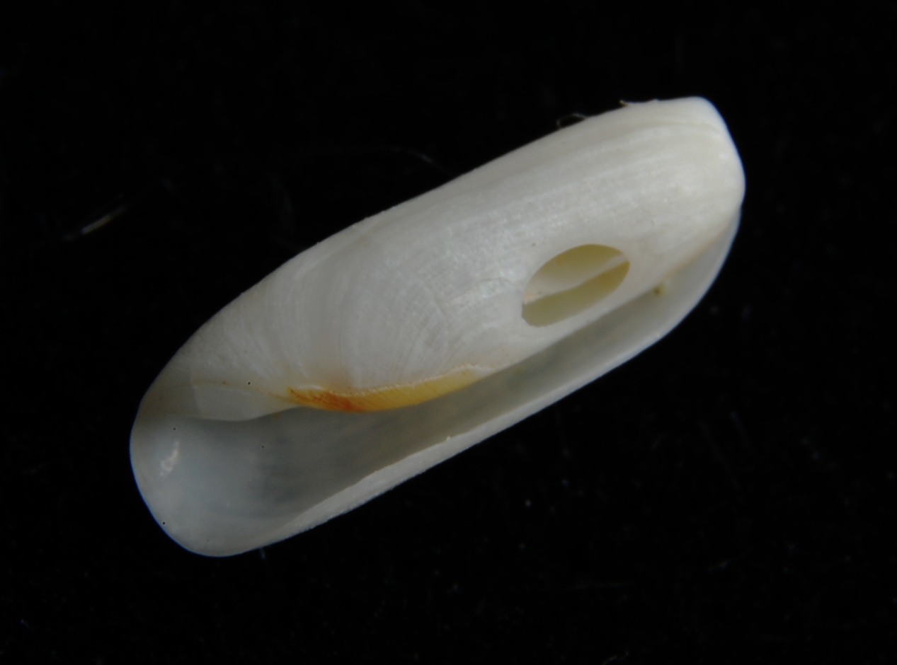 Cylichnidae o Haminoidae