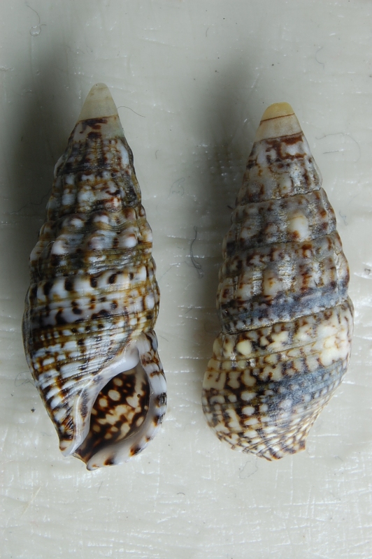 Cerithium lividulum?