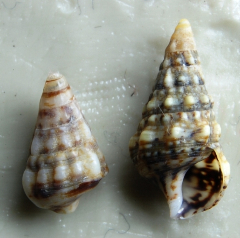 Cerithium lividulum?