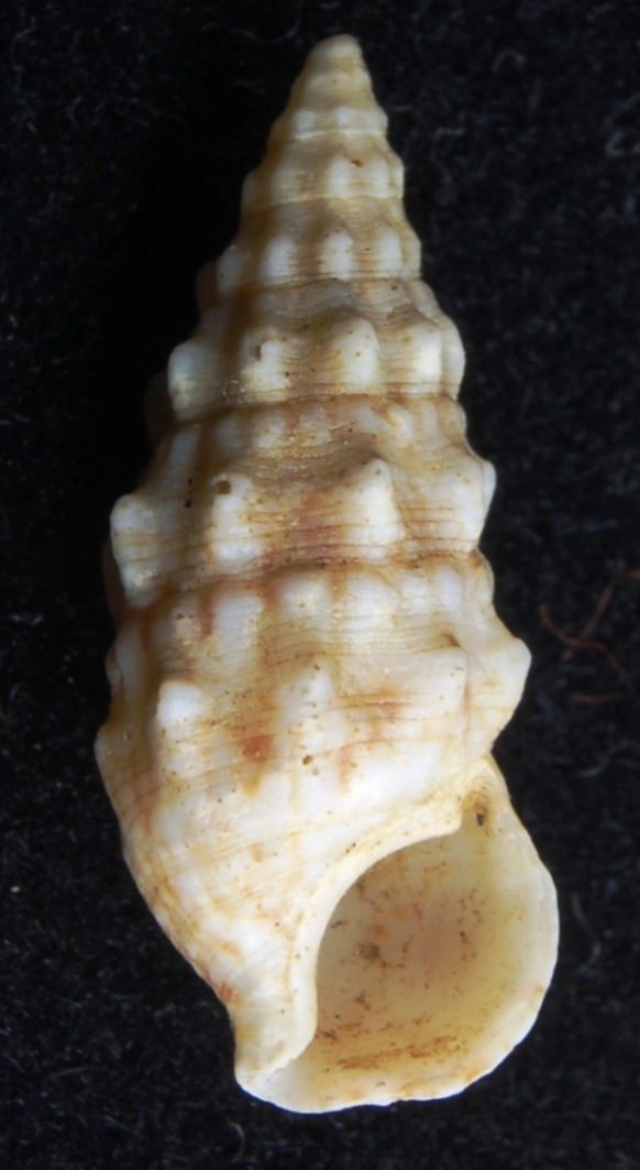 Cerithium