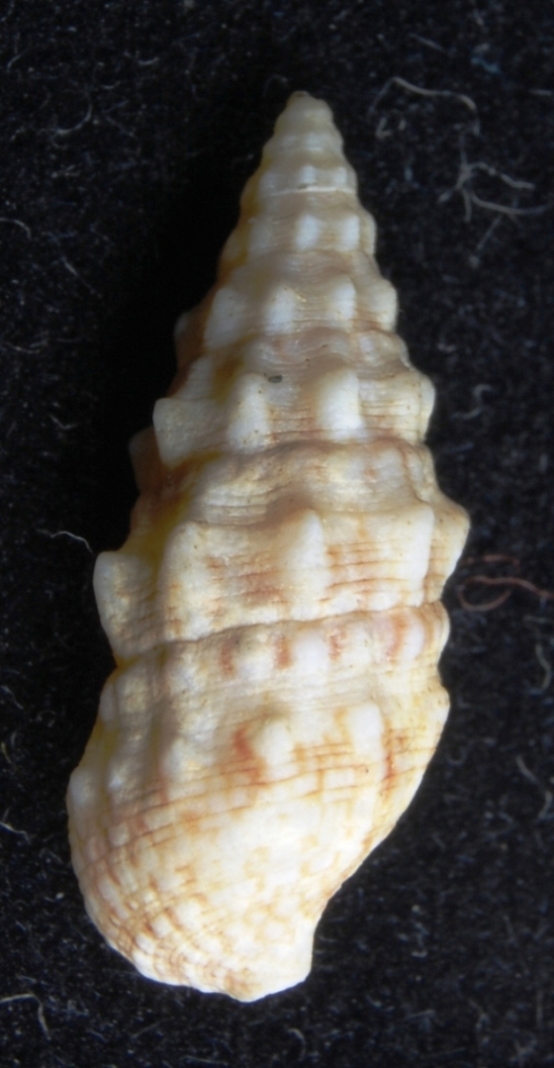 Cerithium