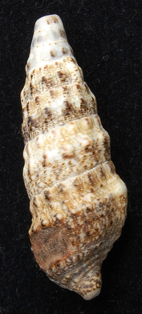 Cerithium vulgatum