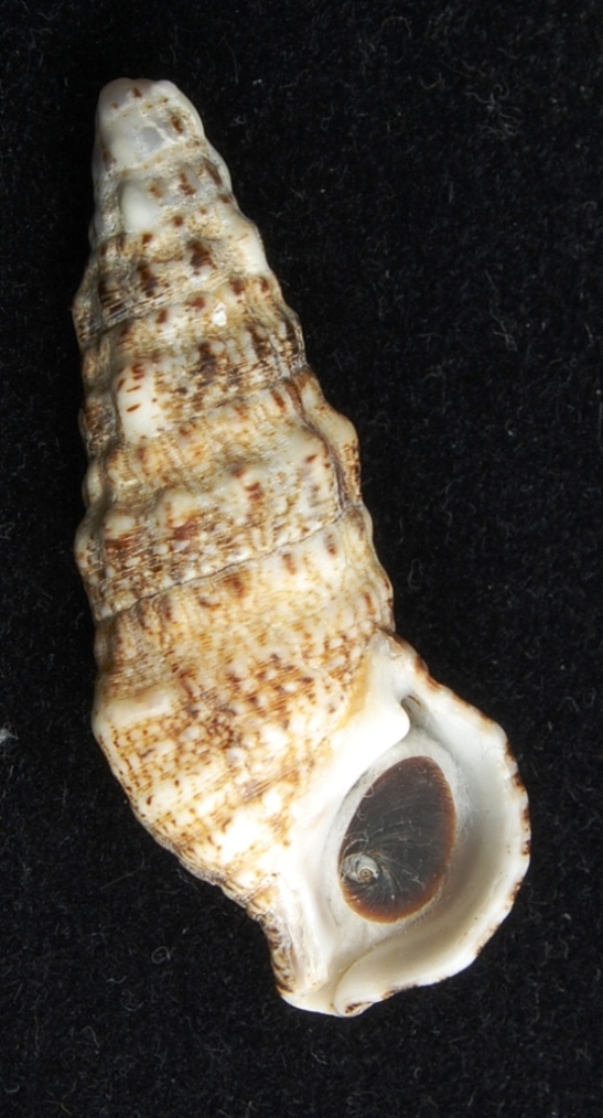 Cerithium vulgatum