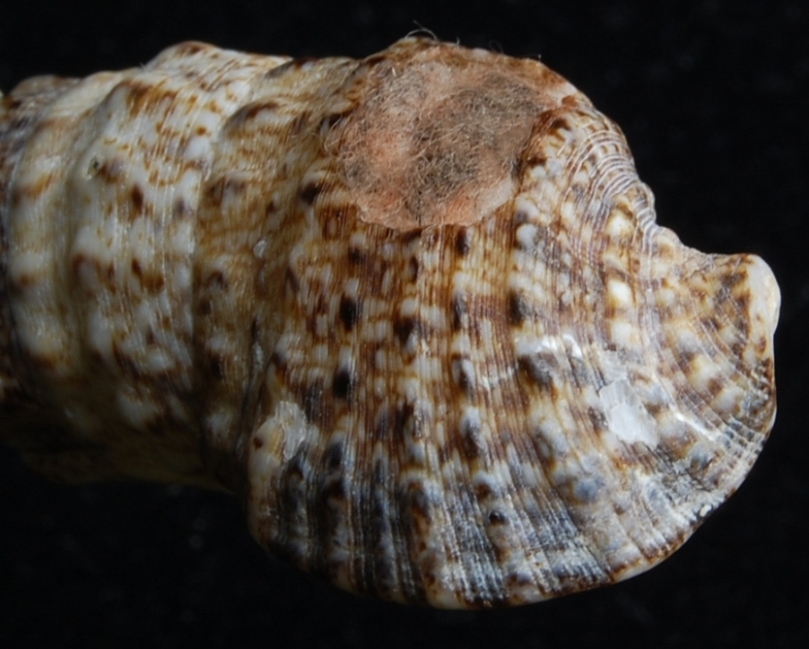 Cerithium vulgatum