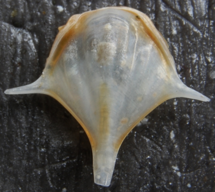 Cavolinidae