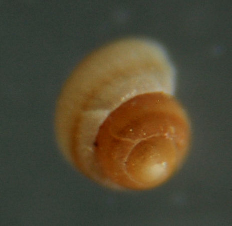 Eatonina pumila ?