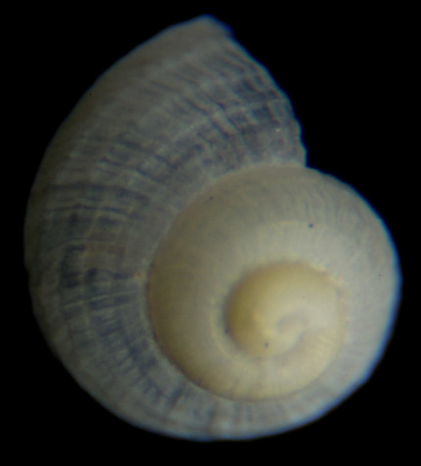 El Palo. detritro playa. Juvenil C, estriatus?