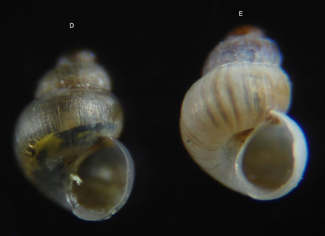 Setia.....? Obtusella...?