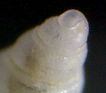 Odostomia striolata  verduini ??