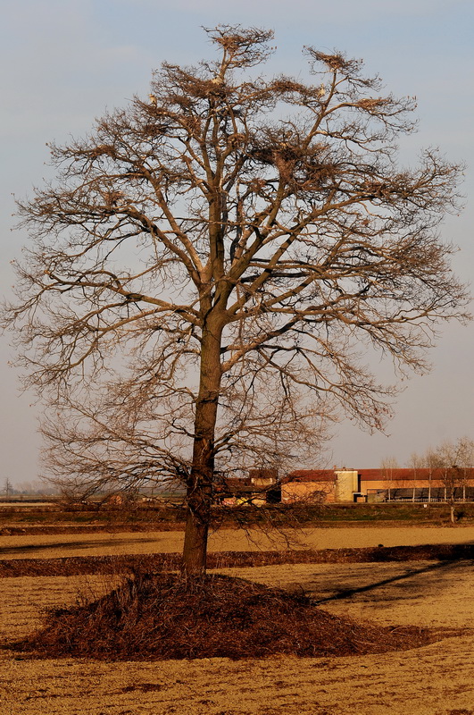 Garzaia in Lomellina