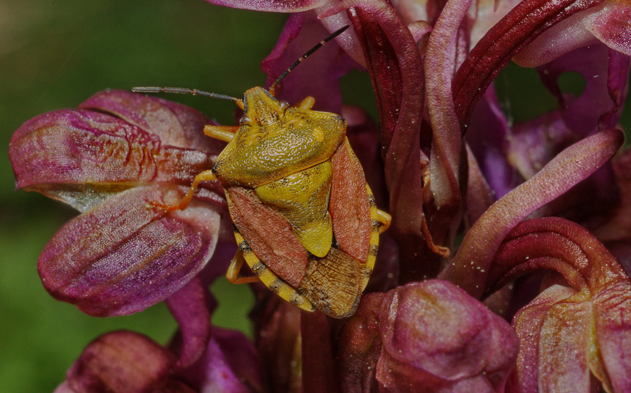 Pentatomidae: Carpocoris pudicus delle alture liguri