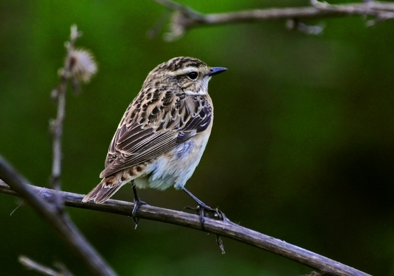 Stiaccino (Saxicola rubetra)