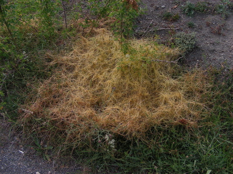 Cuscuta sp.