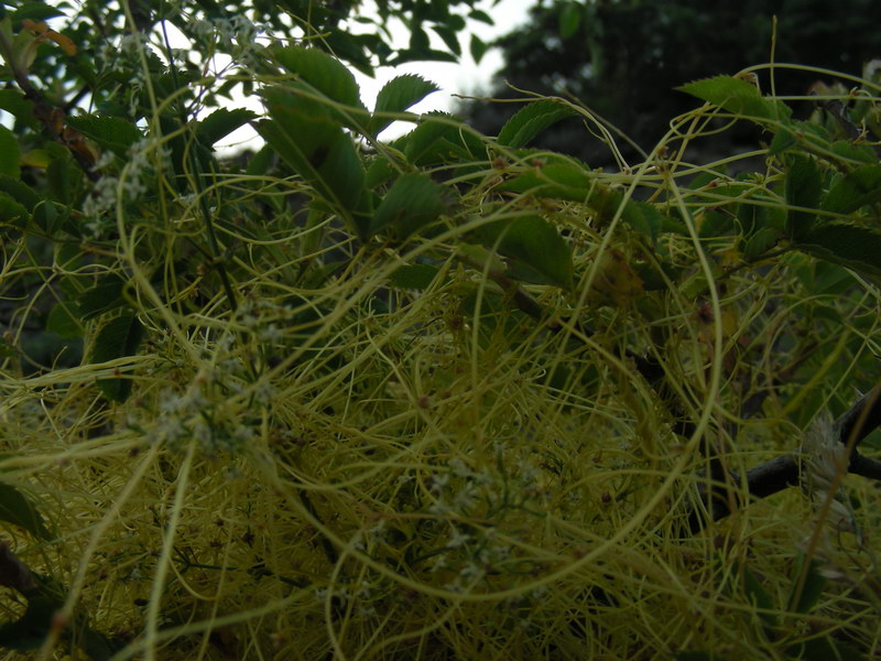 Cuscuta sp.