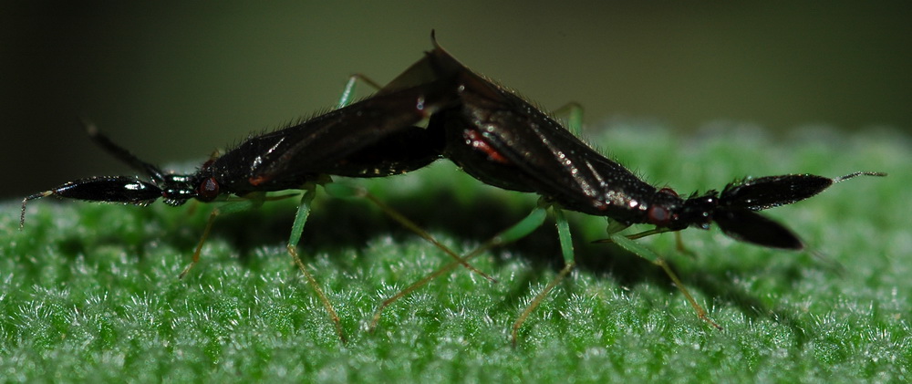 Miridae: Heterotoma cf. planicornis di Liguria (GE)