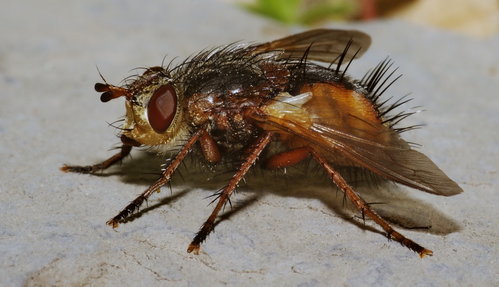 Tachina cf. casta (Tachinidae)