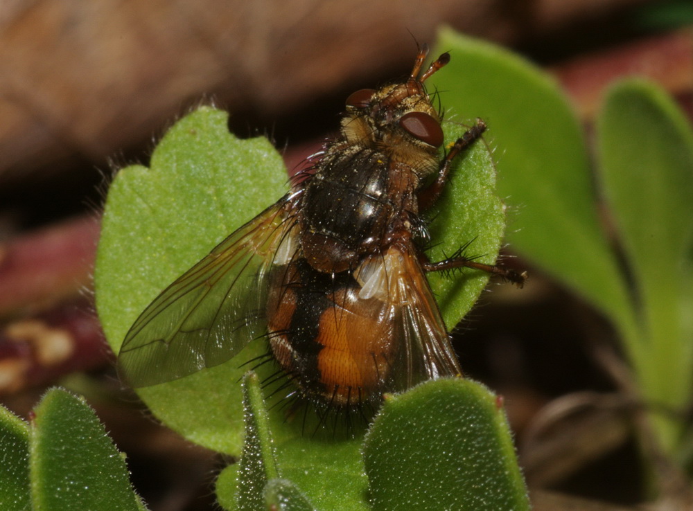 Tachina cf. casta (Tachinidae)