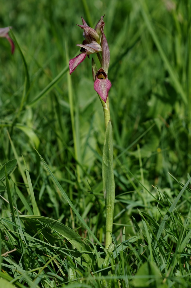 conferma  S. vomeracea