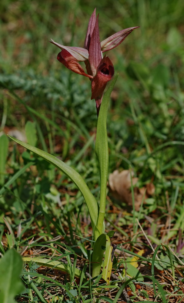 conferma  S. vomeracea