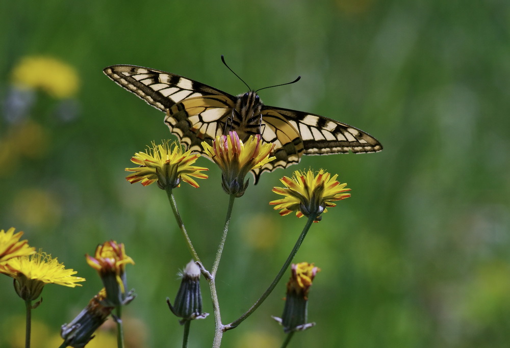 Papilio machaon e Iphiclides podalirius