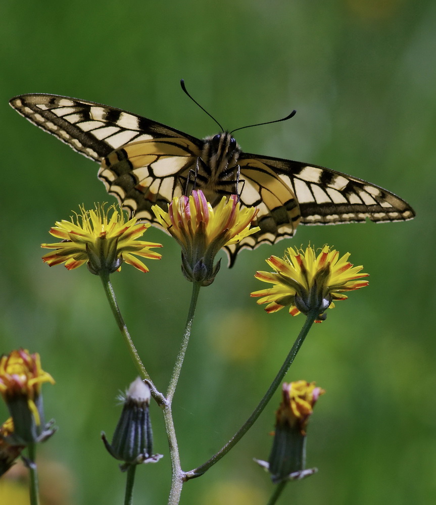 Papilio machaon e Iphiclides podalirius