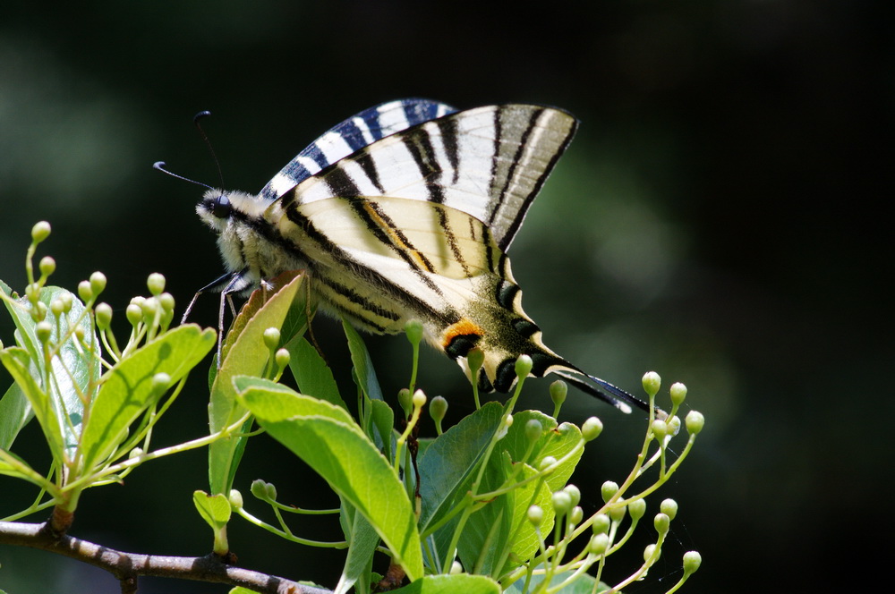 Papilio machaon e Iphiclides podalirius