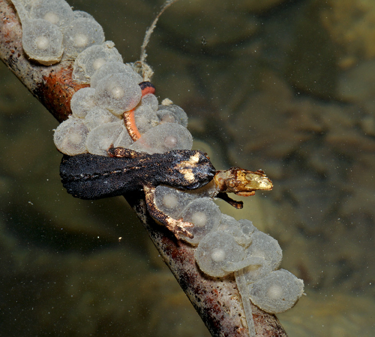 salamandrina dagli occhiali