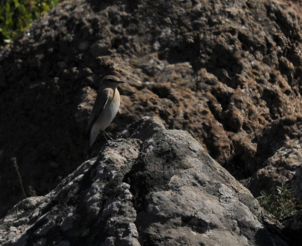 tre uccelli di Pantelleria, identificazione