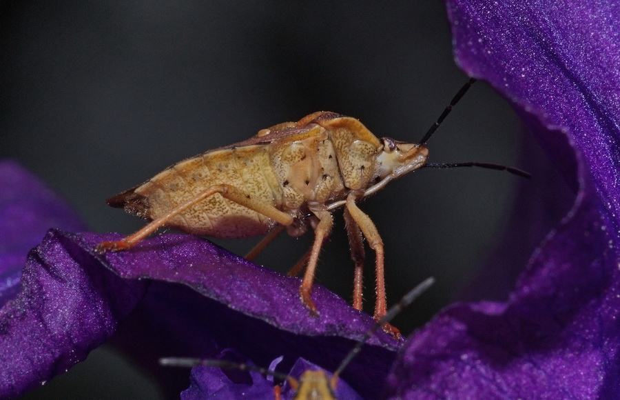 Pentatomidae: Carpocoris pudicus delle alture liguri