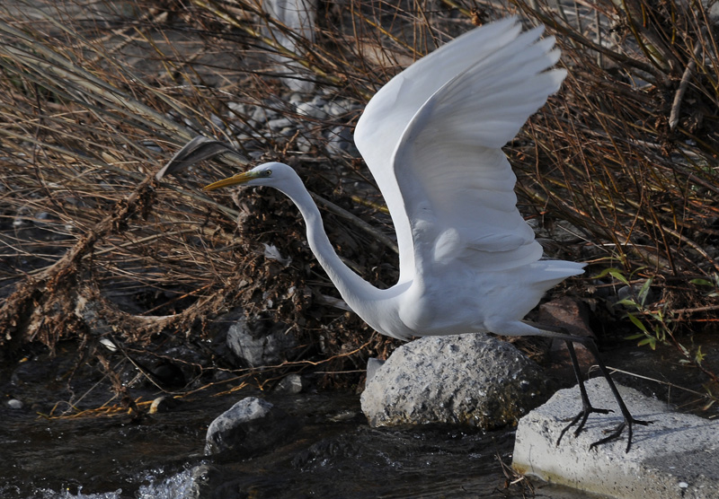 Casmerodius albus