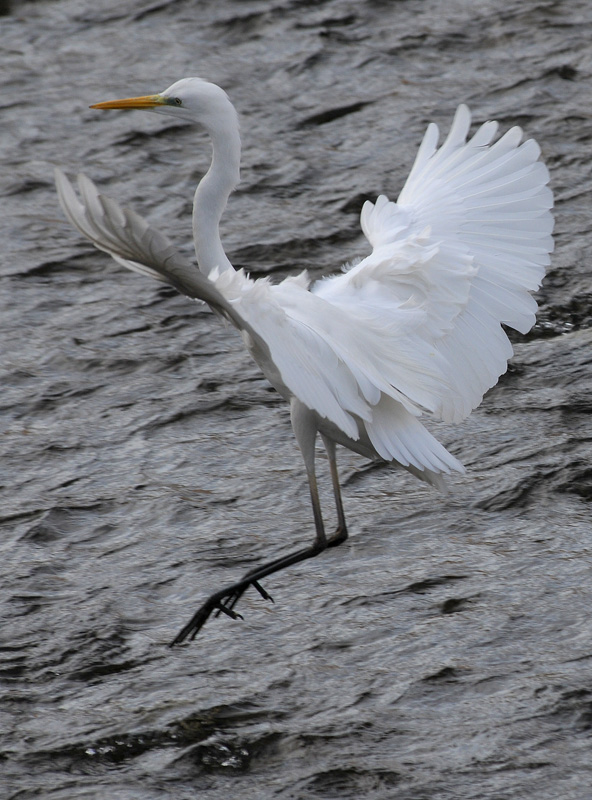 Casmerodius albus