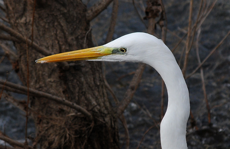 Casmerodius albus