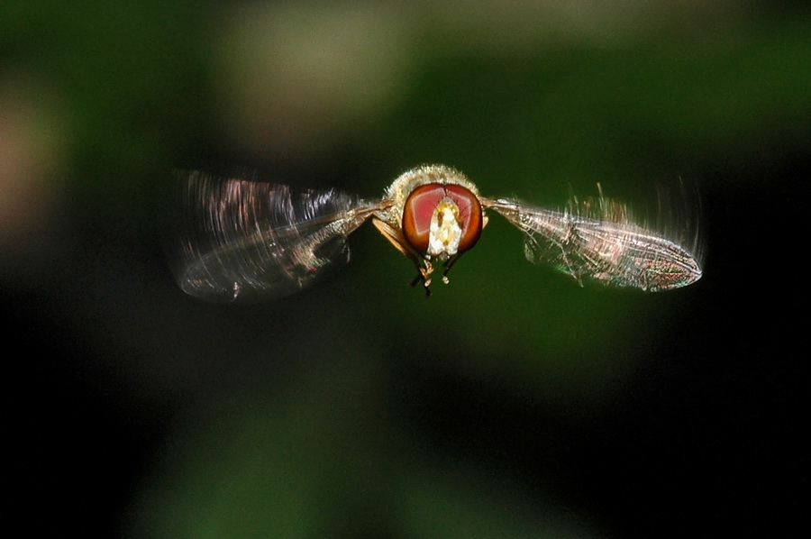 cosivolanti non identificati: Syrphidae e Tabanidae M