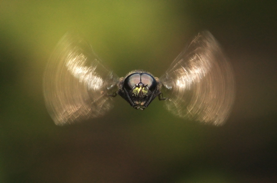 cosivolanti non identificati: Syrphidae e Tabanidae M