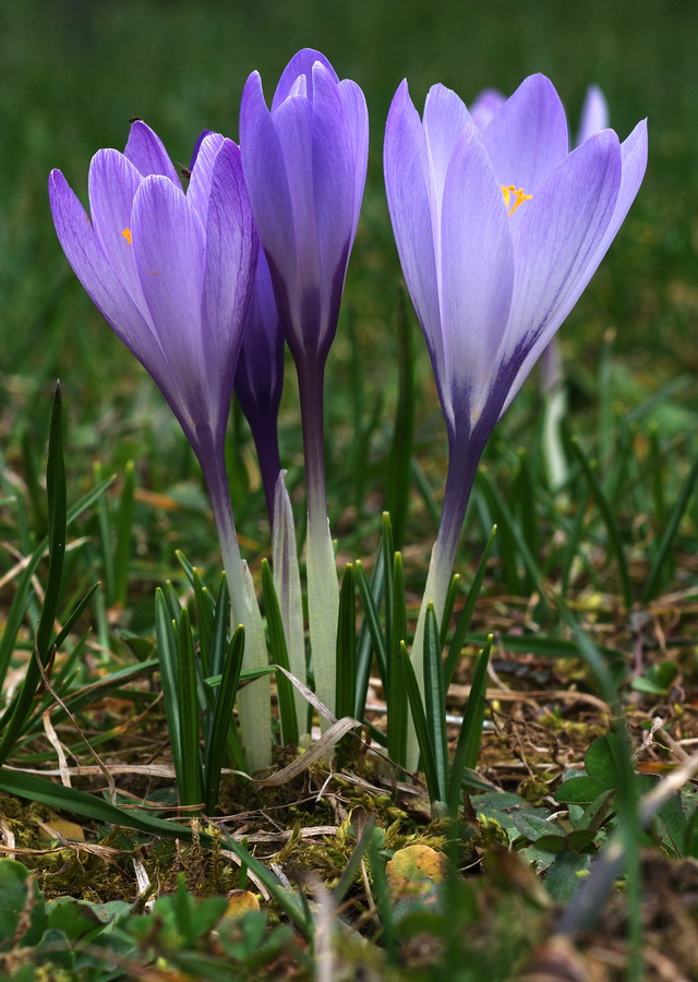 Crocus vernus subsp. vernus (=Crocus napolitanus)