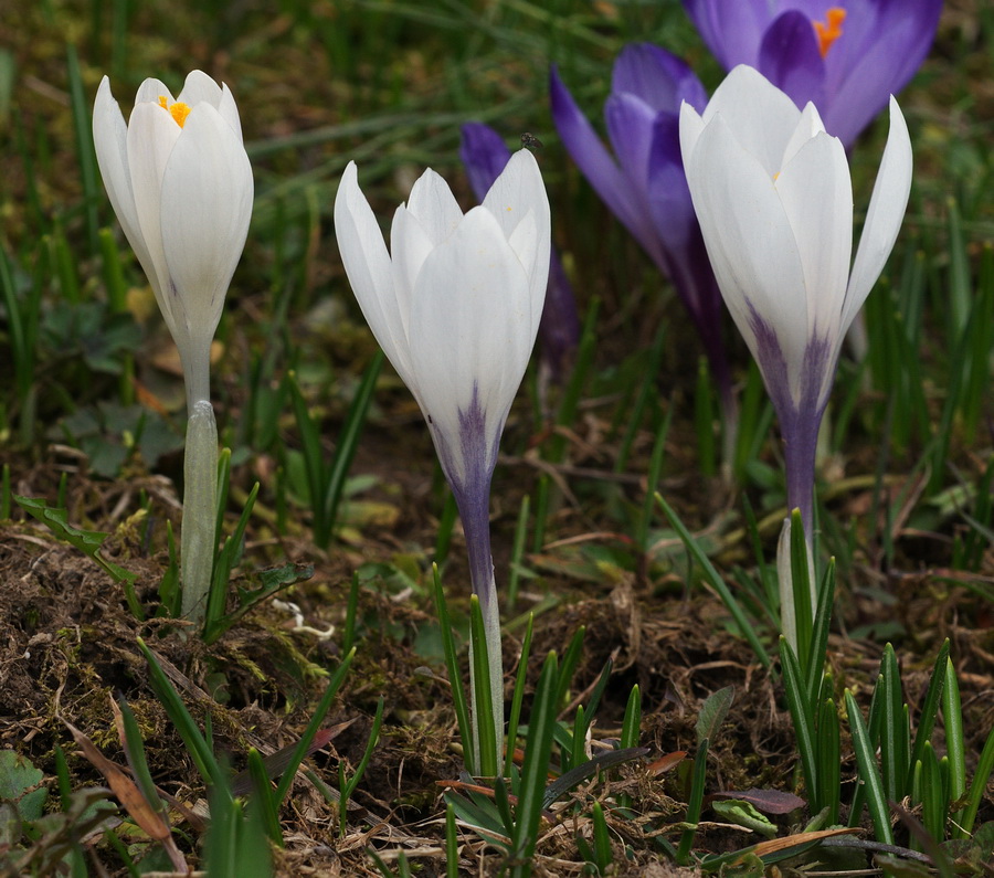 Crocus vernus subsp. vernus (=Crocus napolitanus)