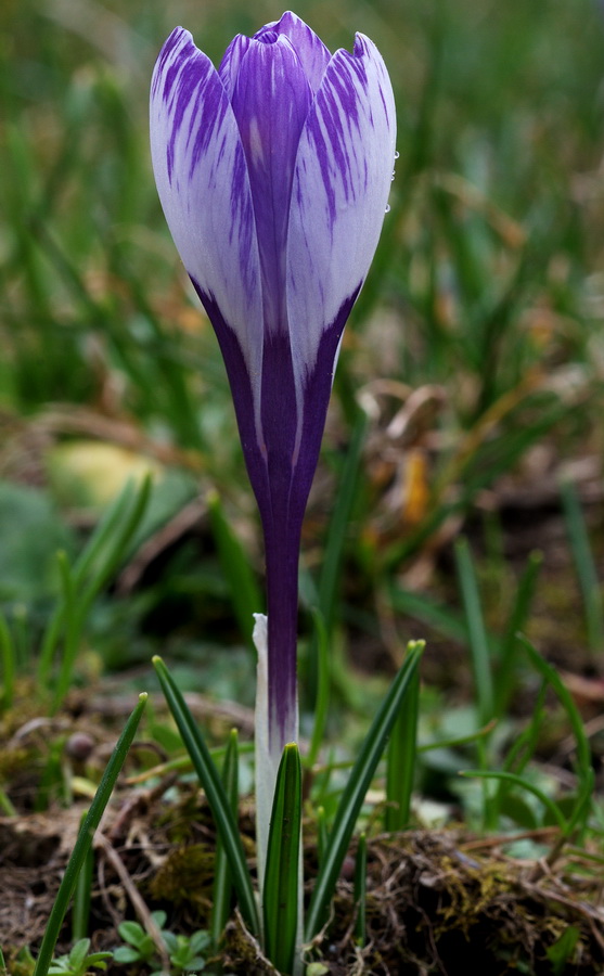 Crocus vernus subsp. vernus (=Crocus napolitanus)