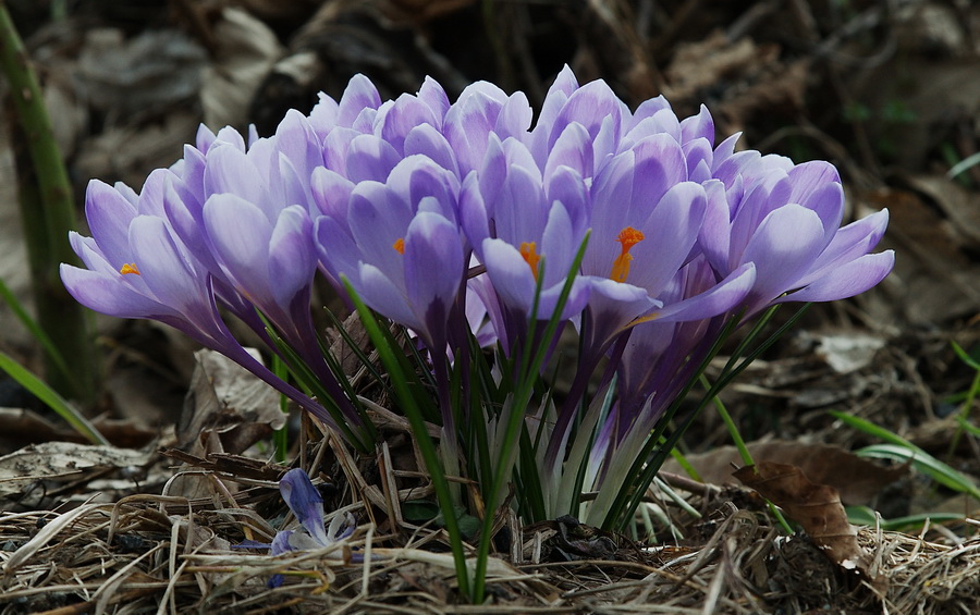 Crocus vernus subsp. vernus (=Crocus napolitanus)