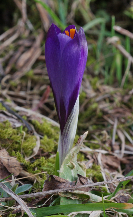 Crocus vernus subsp. vernus (=Crocus napolitanus)