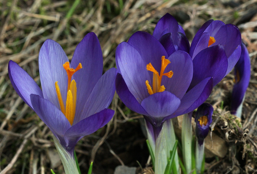 Crocus vernus subsp. vernus (=Crocus napolitanus)