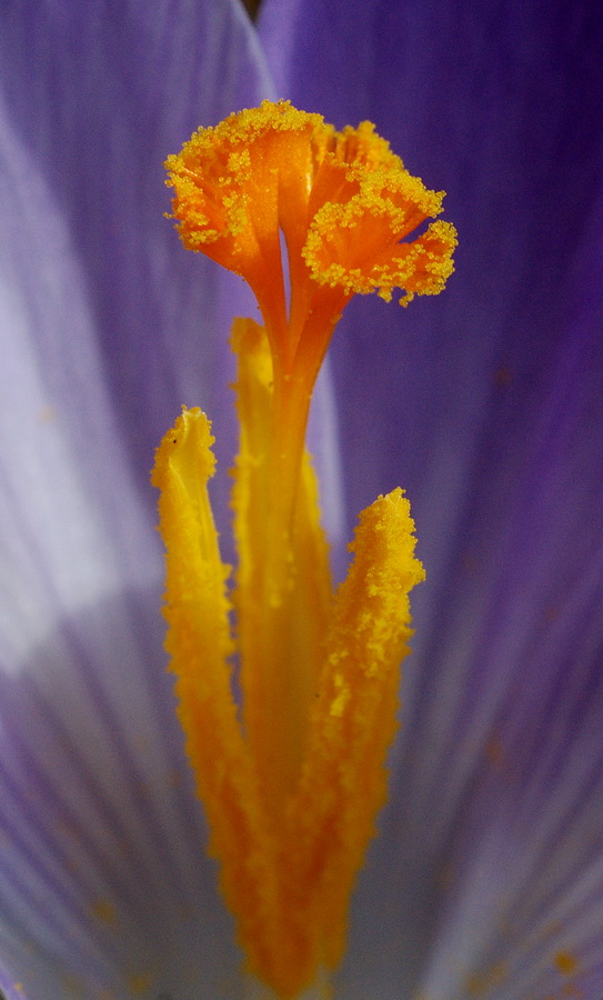 Crocus vernus subsp. vernus (=Crocus napolitanus)