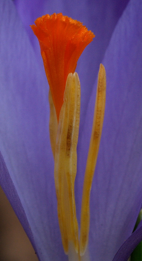 Crocus vernus subsp. vernus (=Crocus napolitanus)