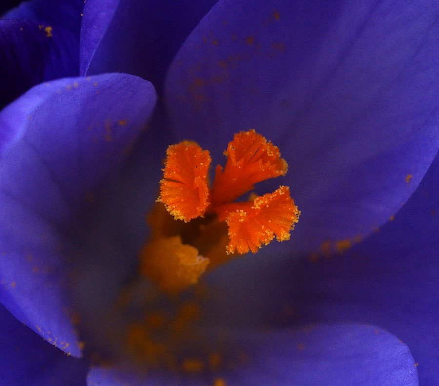 Crocus vernus subsp. vernus (=Crocus napolitanus)