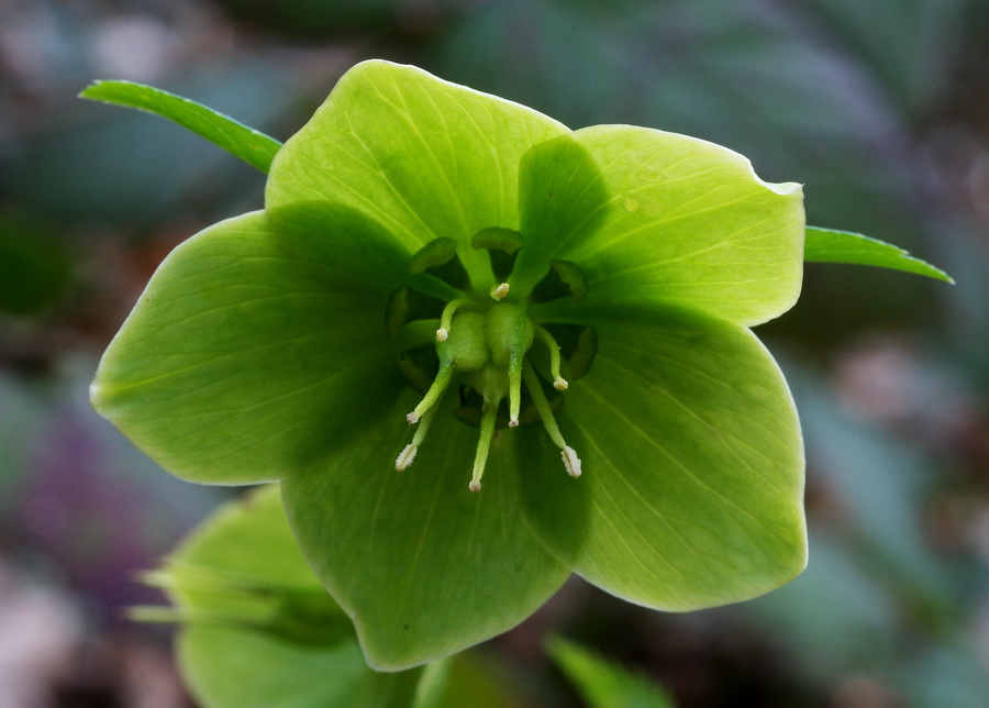 Helleborus viridis