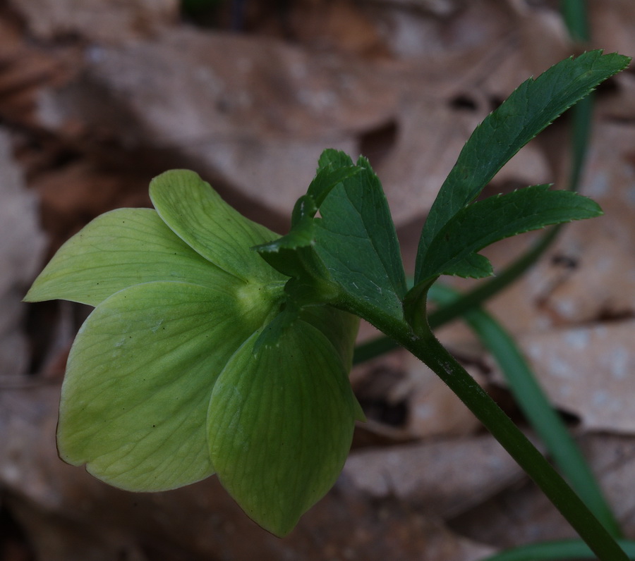 Helleborus viridis