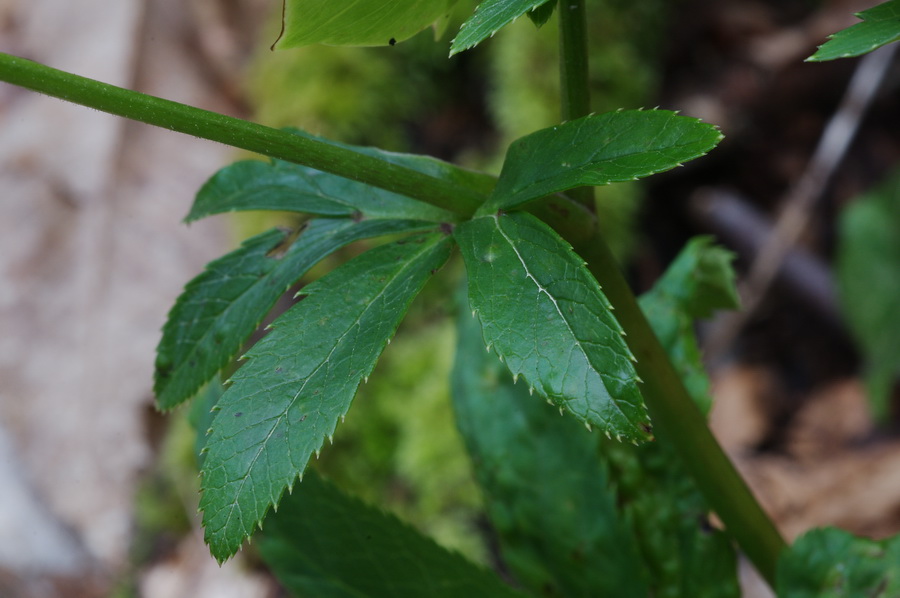 Helleborus viridis