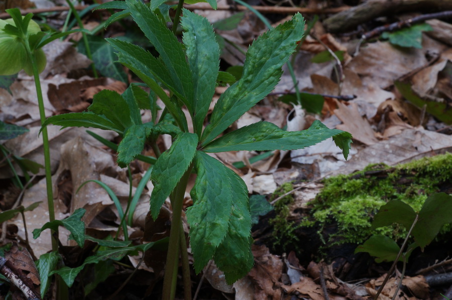 Helleborus viridis