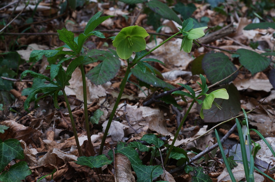 Helleborus viridis