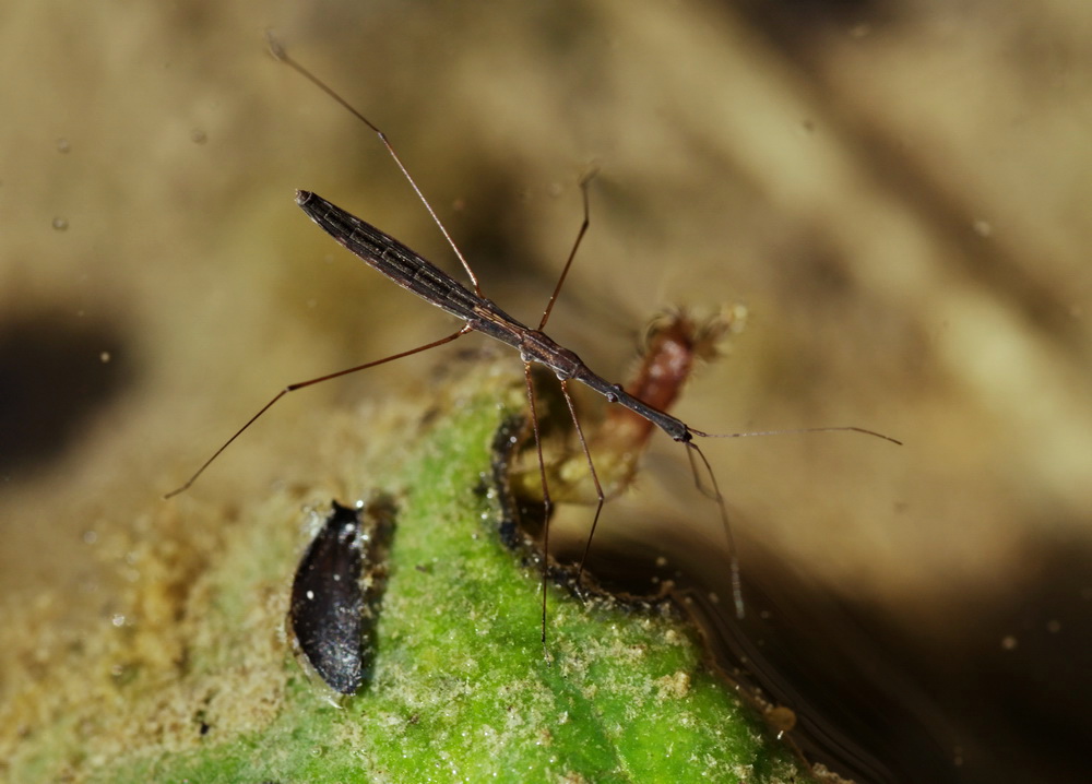 Hydrometra stagnorum, giusto?