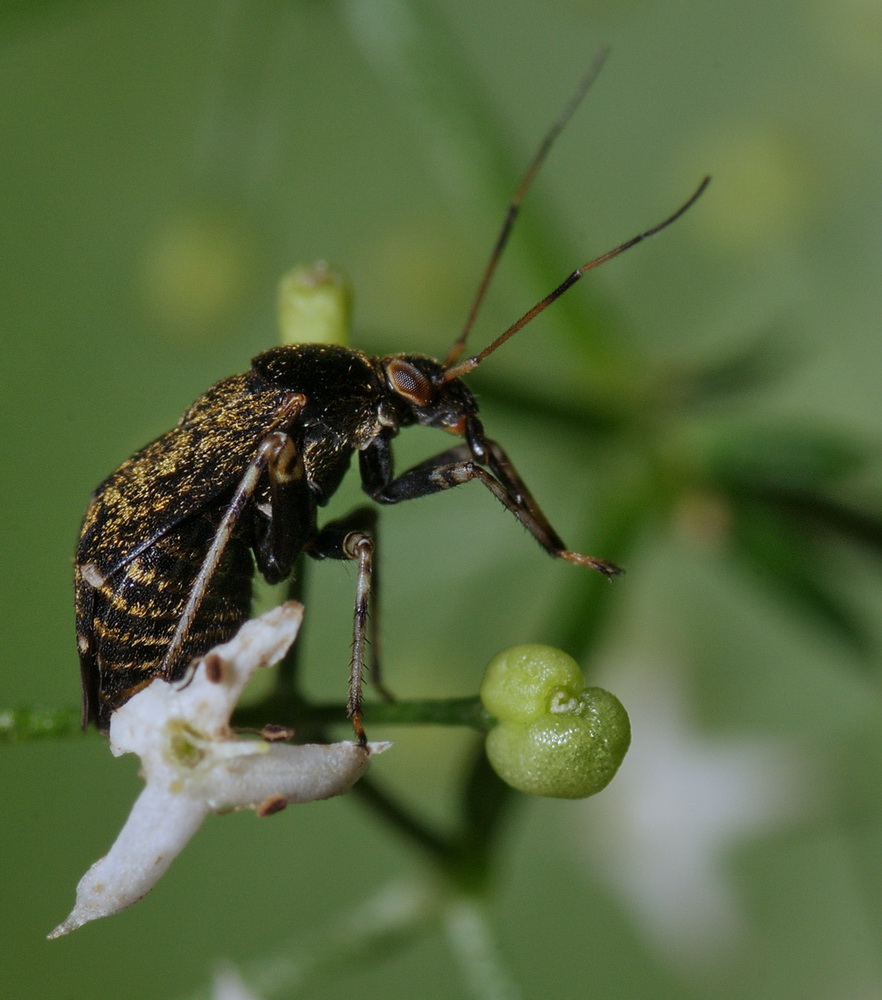 Miridae in giardino: Charagochilus cfr. gyllenhali